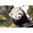 Red Panda Encounter & Entry To Cumbria Zoo - Up To 4 People