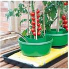 Plant Halos: Boosting Plant Growth & Efficiency 3 Pack - Green