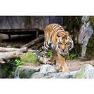 Big Cat Feeding Experience For 4 With Zoo Entry - Cumbria