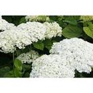 Hydrangea 'Strong Annabelle' Potted Plant