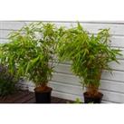 Pack Of Three 1-2Ft Fargesia Umbrella Bamboo Plants