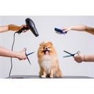 Online Dog Grooming Diploma Training Course