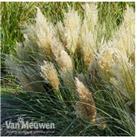 1 Or 2 Dwarf Pampas Grass 'Tiny Pampa'