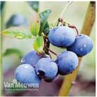 Potted Blueberry Fruit Plants