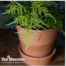 Up To 3 Asparagus Fern Houseplants