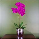 50Cm Phalaenopsis Orchid - Pink
