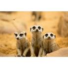 Private Meerkat Experience For 4 With Zoo Entry