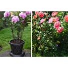 Peony Or Herbaceous Plant Frames - 1, 2 Or 3Pcs - 3 Sizes!