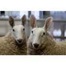2 Night Manor Farm Stay With Tour, Feeding & Petting Experience For 2 - Surrey