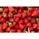 Strawberry Plants For Home Garden - Pack Of 5, 10, Or 20