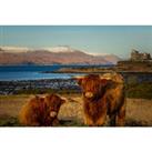 Isle Of Mull Getaway For 1 Or 2 - Wildlife Experience Option!