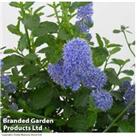 Up To 3 Califorian Lilac Plants