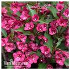 1 Or 2 Weigela Towers Of Flowers Cherry