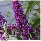 1 Or 3 Buddleja Butterfly Towers - Purple