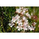 Premium Mixed Coloured Oleander Bushes In A Set Of 3 Plants